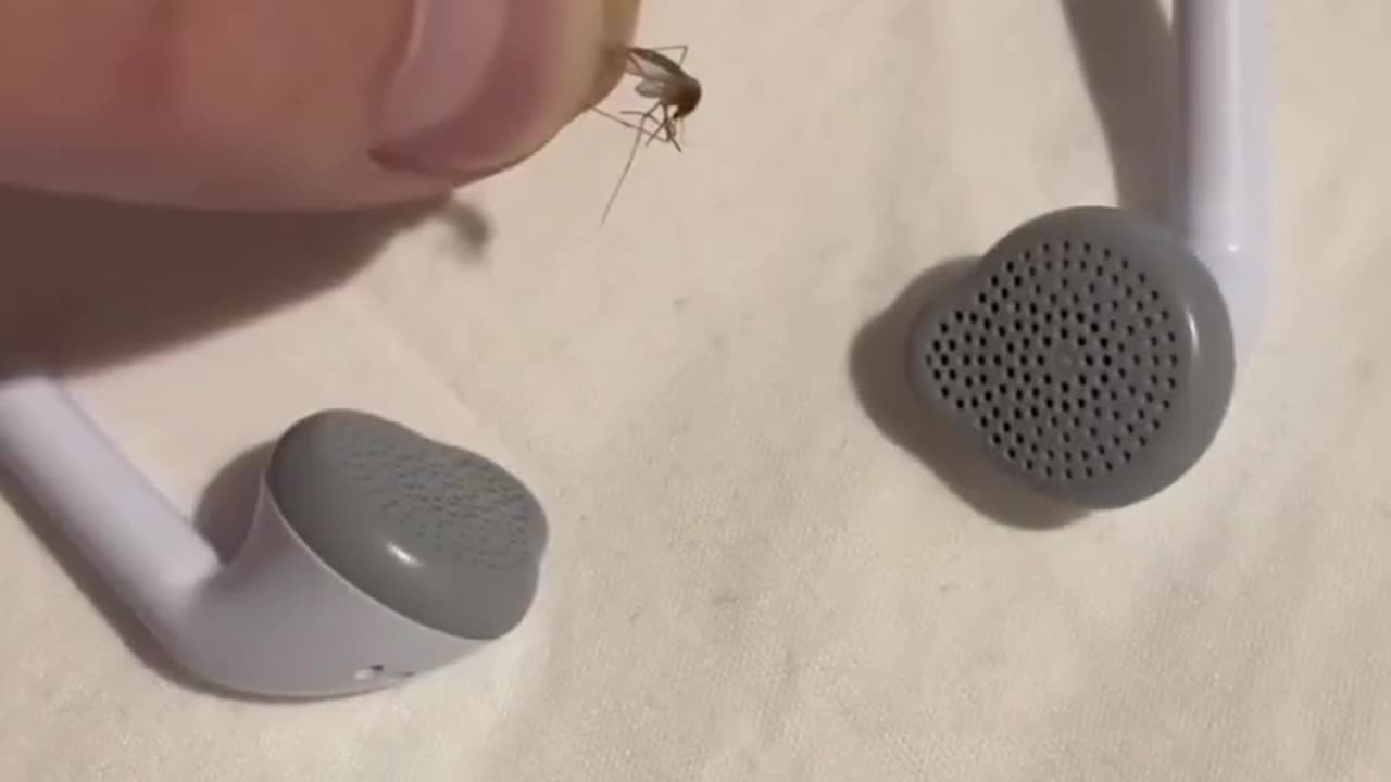 mosquitoes killers record book 🦟