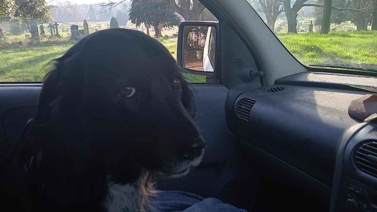 Surrounded by dog eaters