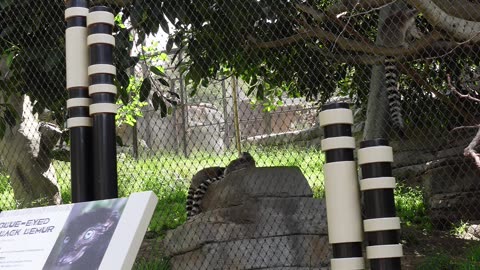 Lemurs eating at The San Diego Zoo