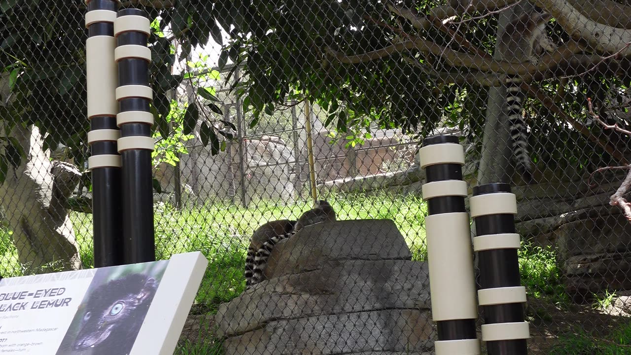 Lemurs eating at The San Diego Zoo