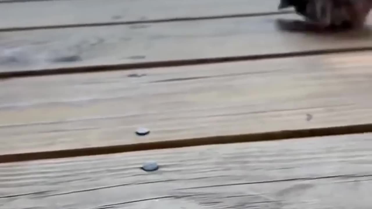 The man saved a baby quail and raised it