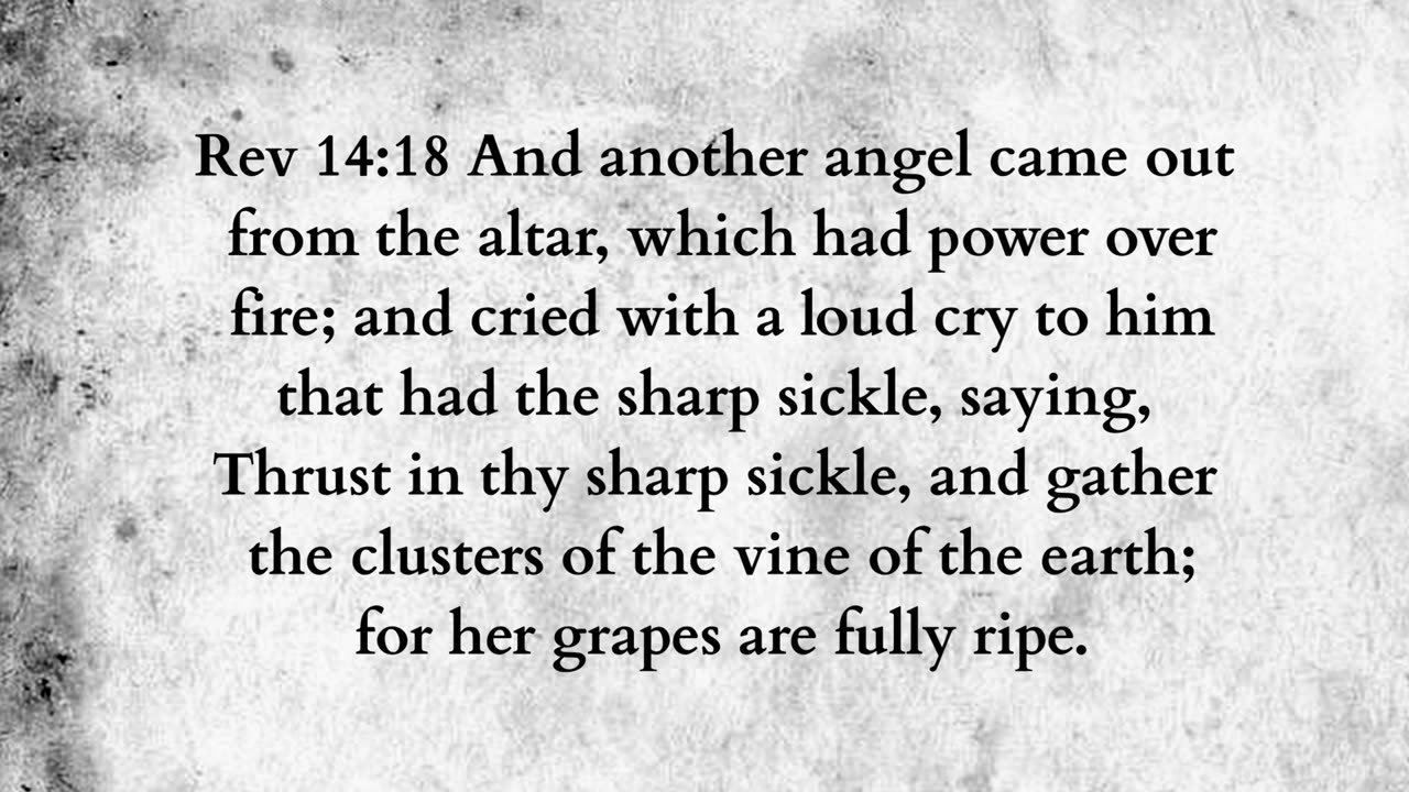 Martus Ministry -331- Noahs vineyard