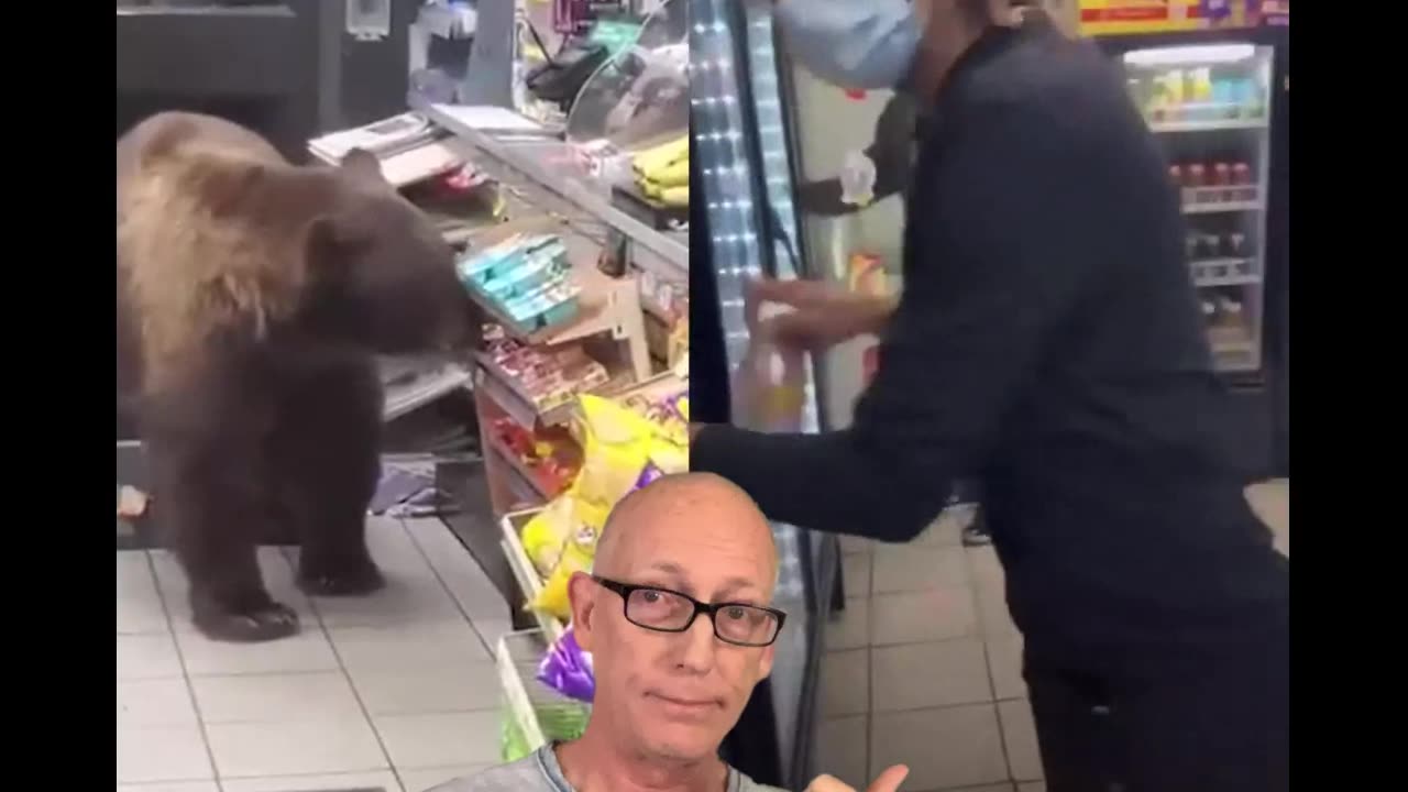 Amerikában a medvéket már sikerült civilizálni...