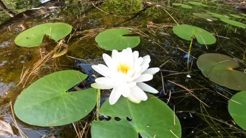 Water Lily