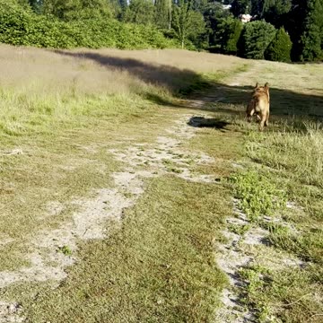 Mr. Handsome Tokala goes after the ball 329084209