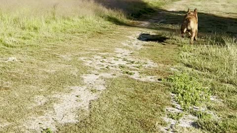 Mr. Handsome Tokala goes after the ball 329084209