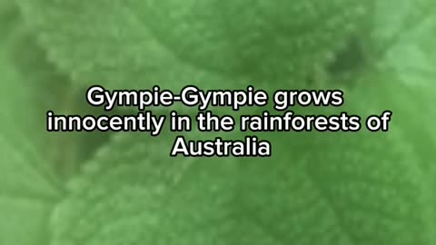 Plants That Were Banned By Governments For Being Too Dangerous 
