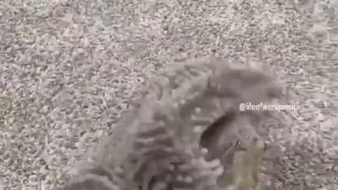 Hedgehog trying to destroy everything, cuteness wins