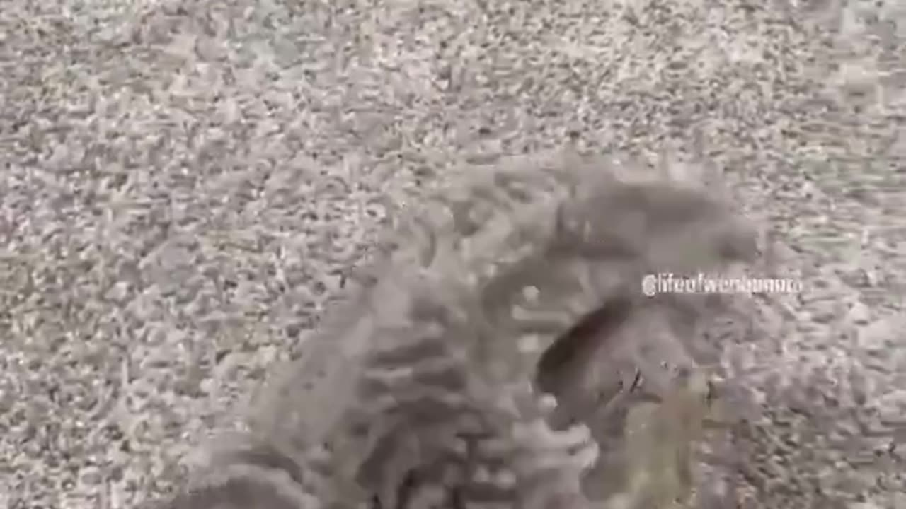 Hedgehog trying to destroy everything, cuteness wins