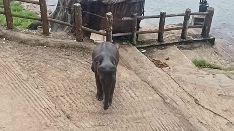 Most cutest Elephant...