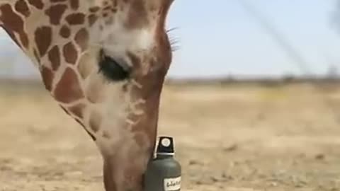 🦒 Giraffe vs Elephant Showdown at the Watering Hole! 🐘💥