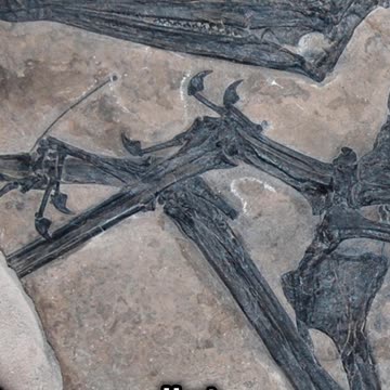 Eudimorphodon: The Fish-Crushing Pterosaurs