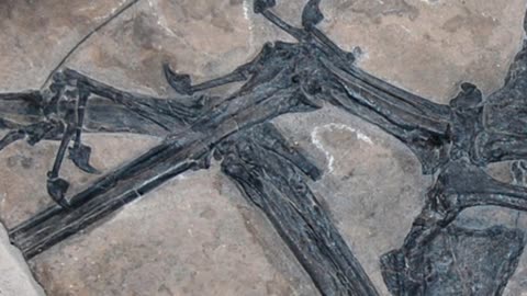 Eudimorphodon: The Fish-Crushing Pterosaurs