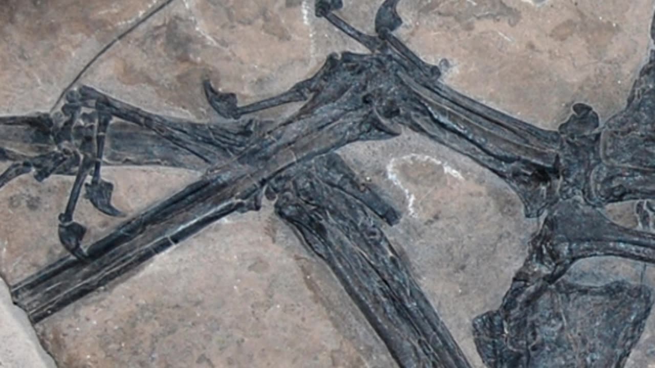 Eudimorphodon: The Fish-Crushing Pterosaurs