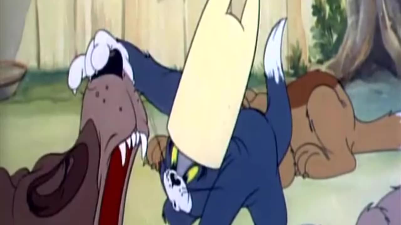 pusssy cat funny video
