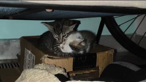 10th July Kitten Vlog Brother's Patch & Alt grooming