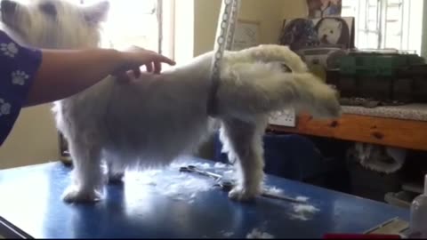 Dog Lifts One Leg on Command During Gymnastics Training and Then Lowers It Back Down