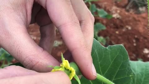 Polination on melon flowers