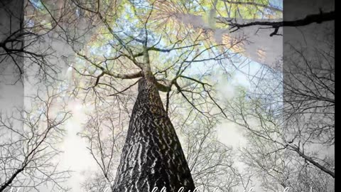 Amazing Tree's of Life