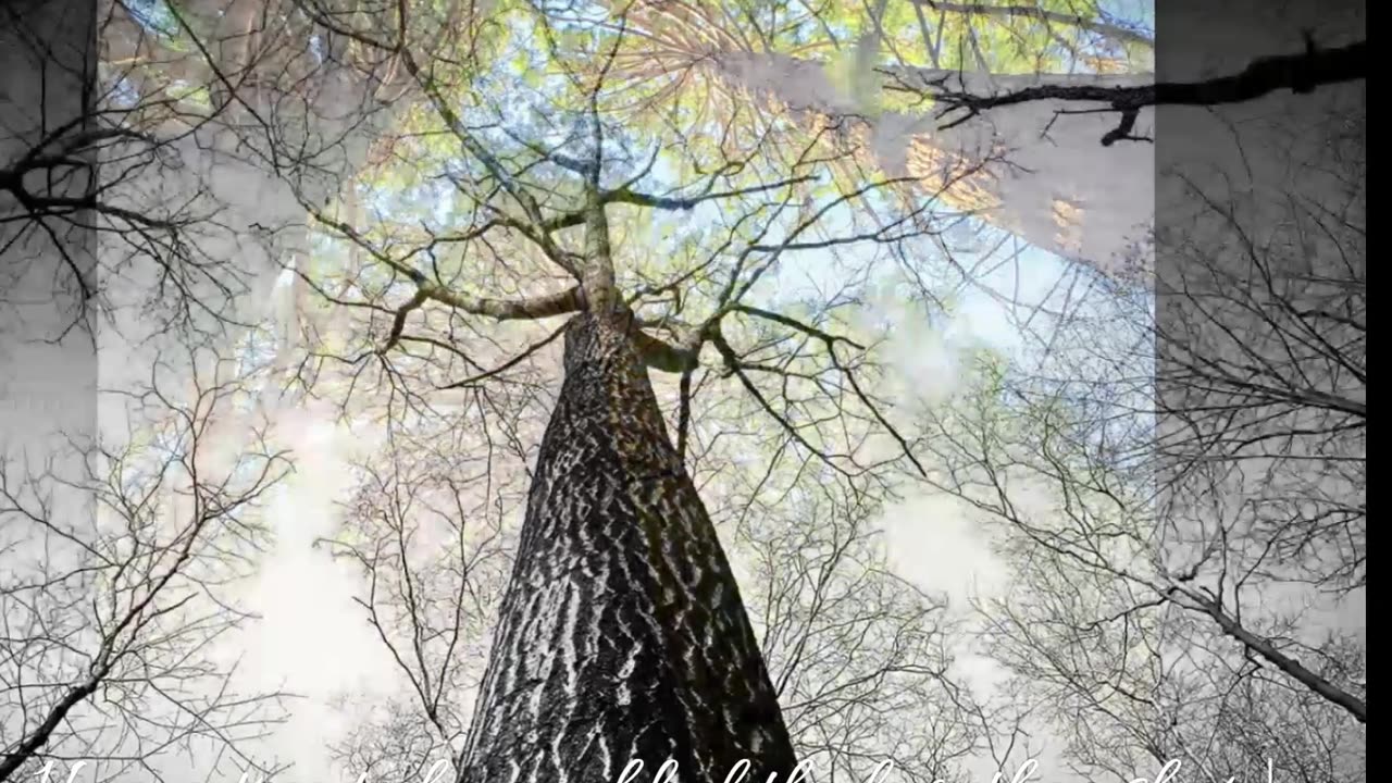 Amazing Tree's of Life