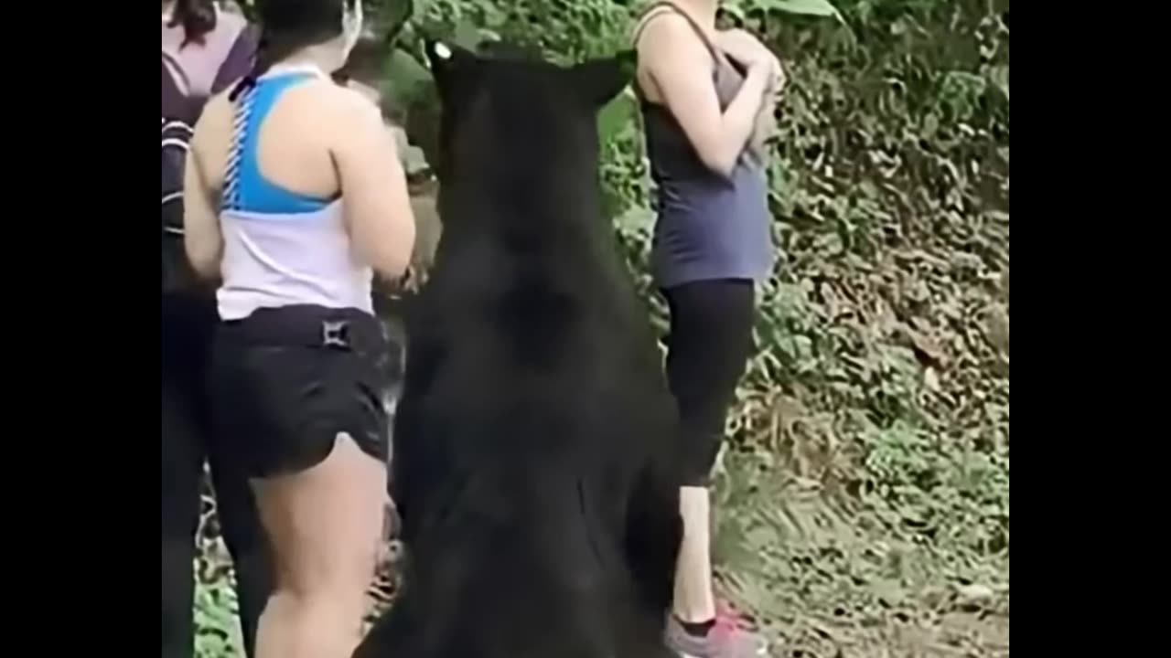 Tourists vs Bear