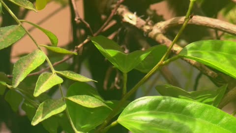Sri lankan Squirrel🐿🍃#Visitsrilanka🇱🇰