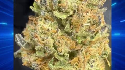 Slurricane x Grease Monkey THCa Flower | 24.35% Classic Reserve | Indica-Dominant | Fruity Diesel