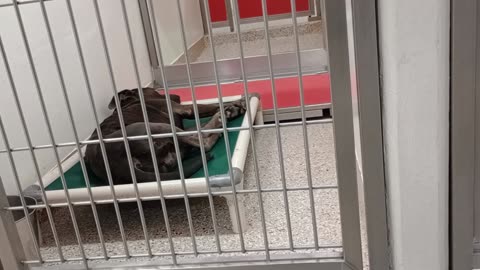 Boston 3y A849550 kennel 141 PACC shelter VID_20250507_131410166