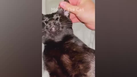Funny Animals