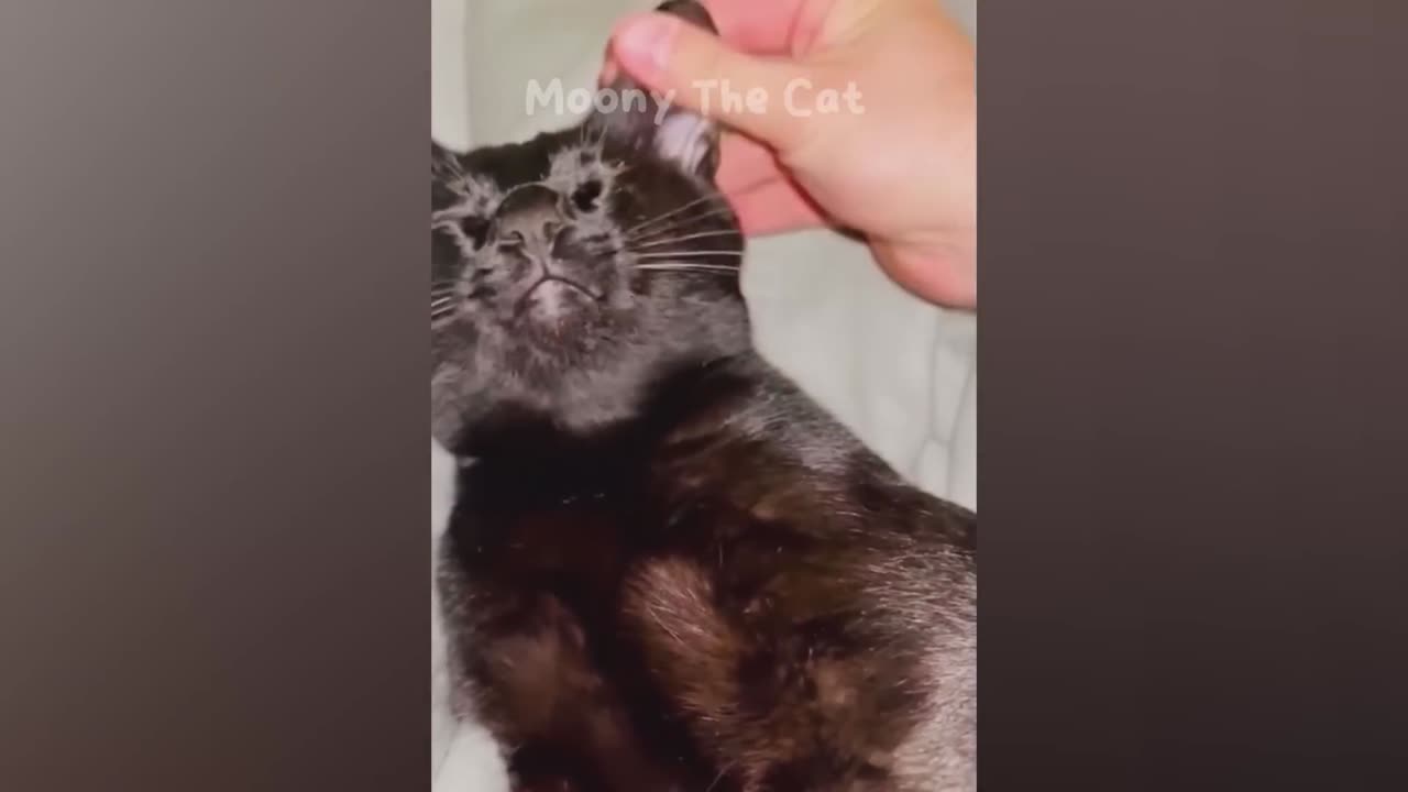 Funny Animals