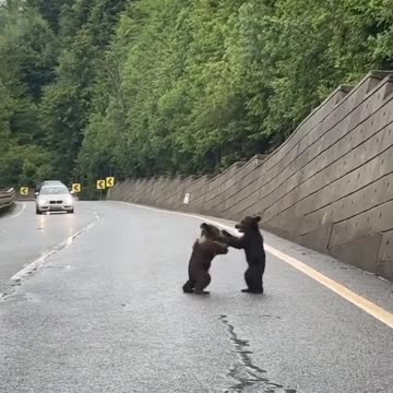 Mama bear needs to raise her kids a little better