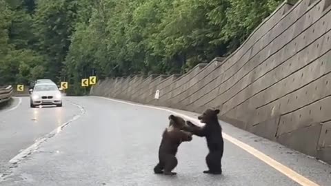 Mama bear needs to raise her kids a little better