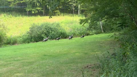Wild Turkeys 🦃