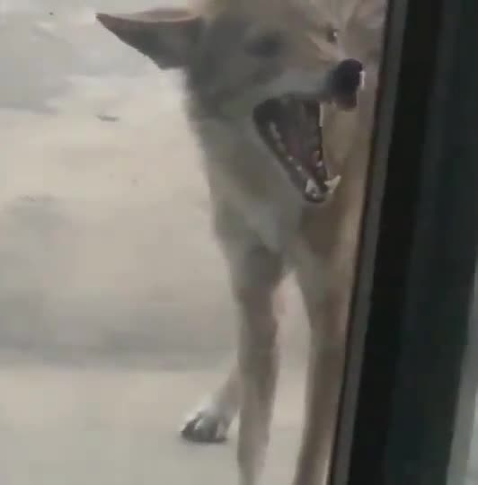 Wild rabid coyote tries to get through door, nature up close