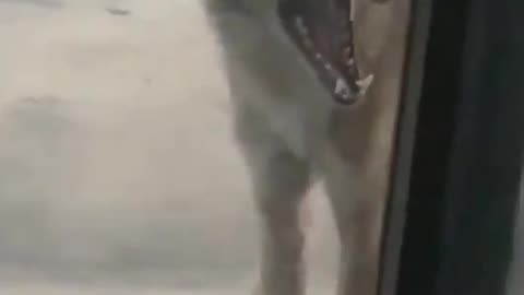 Wild rabid coyote tries to get through door, nature up close