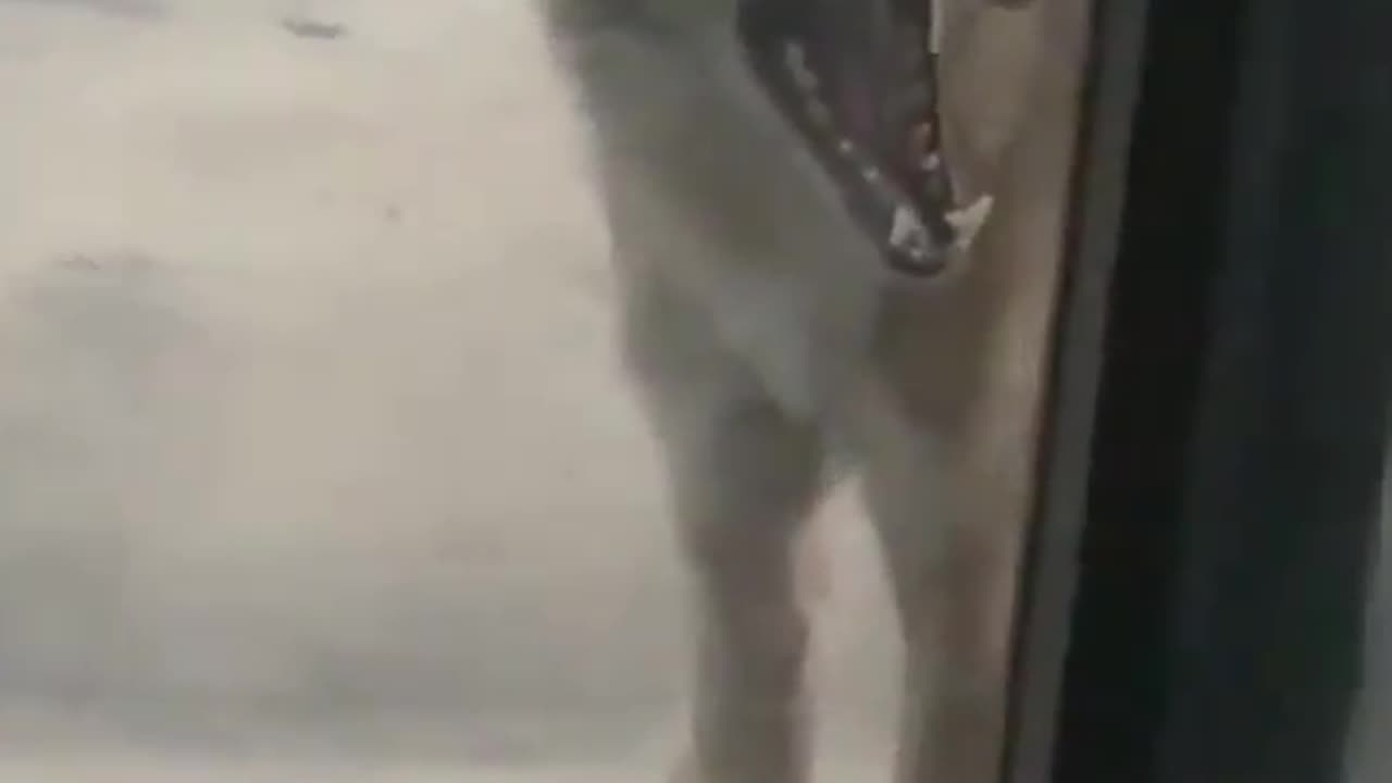 Wild rabid coyote tries to get through door, nature up close