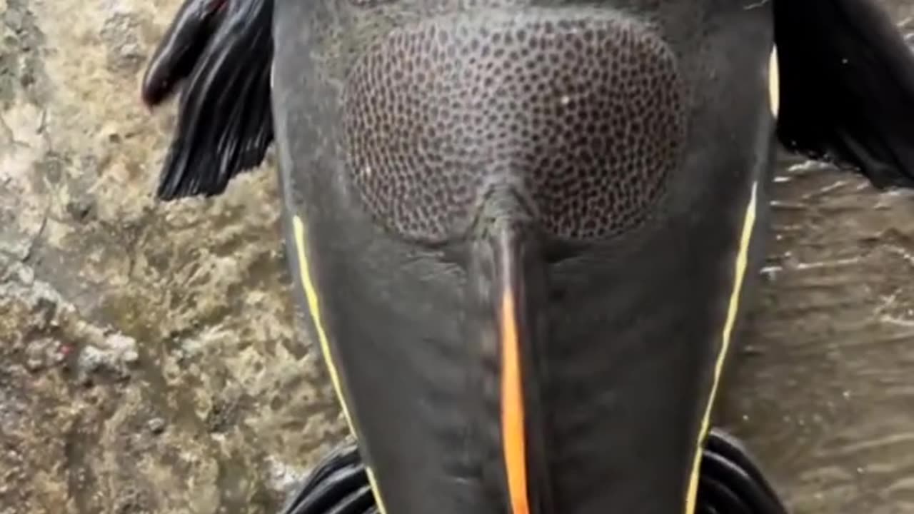 Catfish