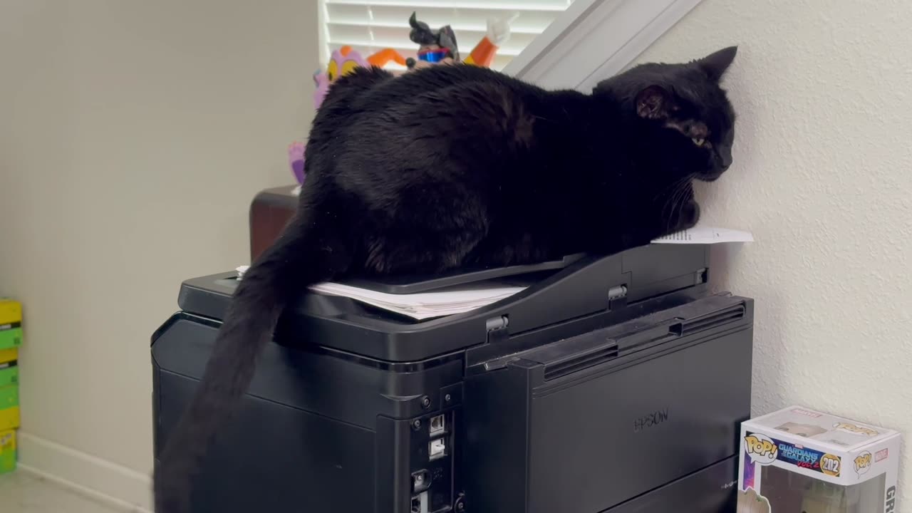 Cute Precious Piper Dusts the Printer - Adopting a Cat from a Shelter Vlog