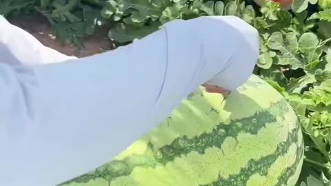 watermelon