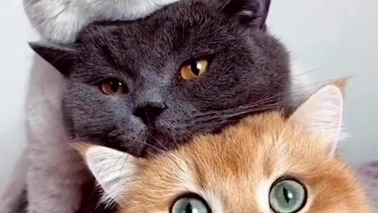 Cat vid 7