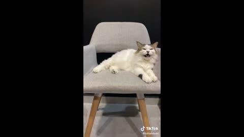 Funny Animal Videos 2023