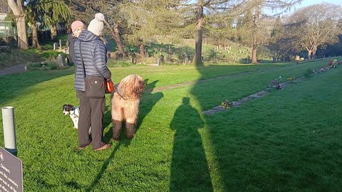 This giant face off dog isn't mine officer