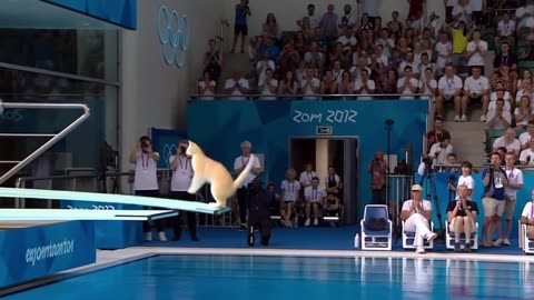 The Cat Olympiad
