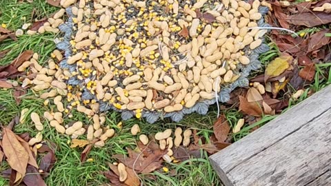 Practicing assembling a Blue Jay Riot