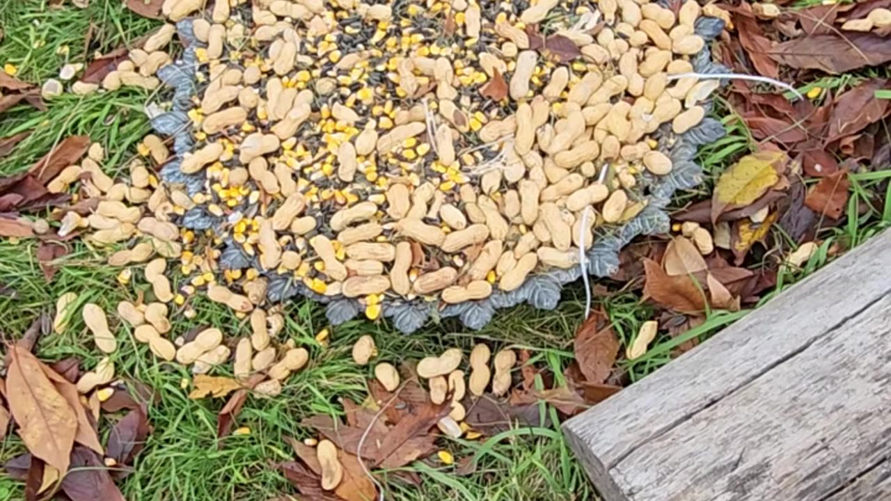 Practicing assembling a Blue Jay Riot