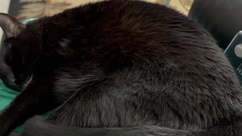 Sleeping Precious Piper is Relaxing to Watch - My Adopted Shelter Cat Vlog