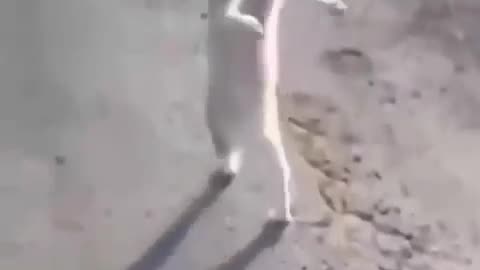 cat drug addict🤣