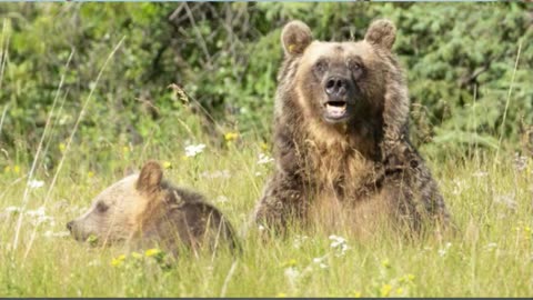 All of Kananaskis Country under bear warning, some trails closed
