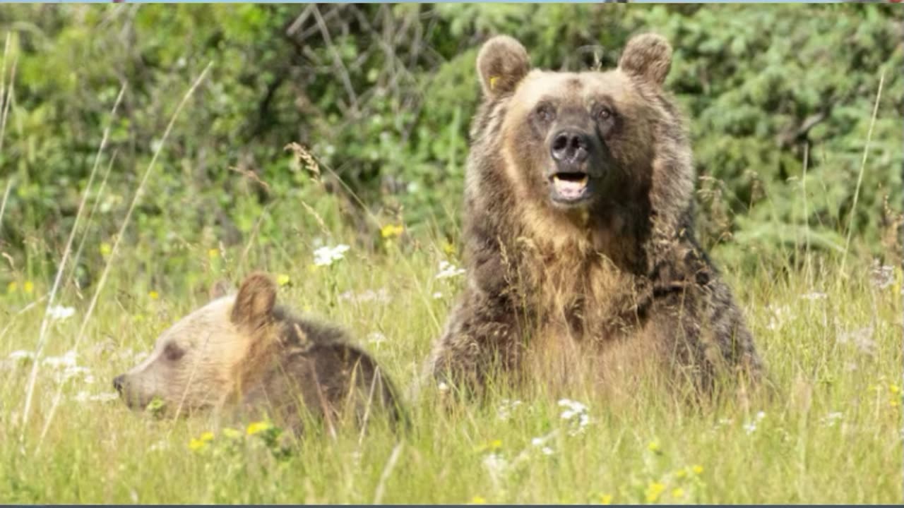 All of Kananaskis Country under bear warning, some trails closed