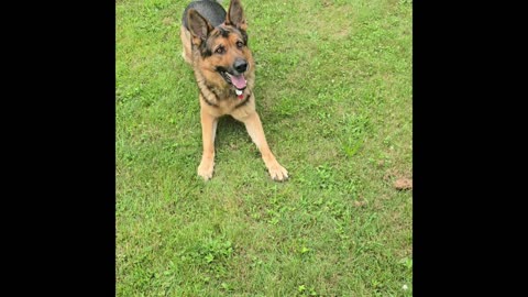 Sable german shepherd.